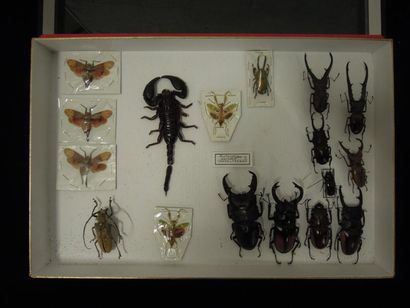 ENSEMBLE DE 9 BOITES D'INSECTES dont Macrodontia...