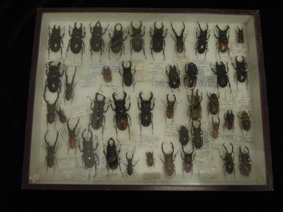 ENSEMBLE DE 9 BOITES D'INSECTES dont Macrodontia...