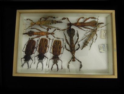 ENSEMBLE DE 9 BOITES D'INSECTES dont Macrodontia...