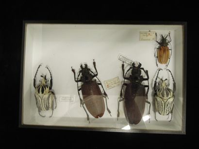 ENSEMBLE DE 9 BOITES D'INSECTES dont Macrodontia...