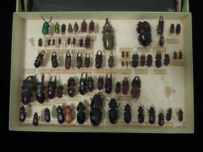 ENSEMBLE DE 9 BOITES D'INSECTES dont Macrodontia...