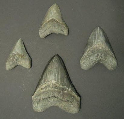 QUATRE DENTS DE CARCHARODON MEGALODON Ere...