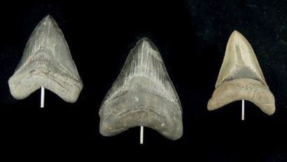 TROIS DENTS DE CARCHARODON MEGALODON Ere...