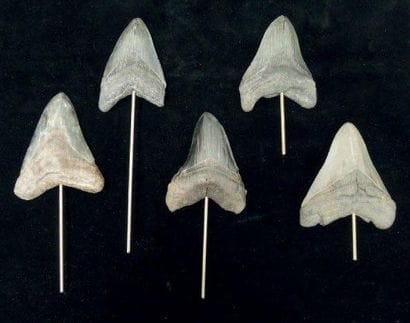 CINQ DENTS DE CARCHARODON MEGALODON Ere tertiaire...