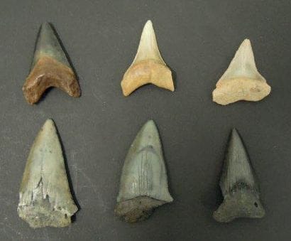SIX DENTS DE CARCHARODON MEGALODON Ere tertiaire...