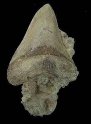 REMARQUABLE DENT DE CARCHARODON MEGALODON...