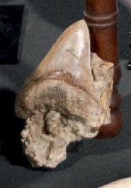 REMARQUABLE DENT DE CARCHARODON MEGALODON...