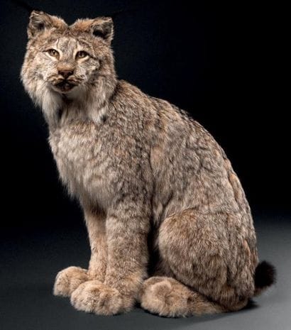 LYNX DU CANADA (LYNX CANADENSIS) Annexe II/B...