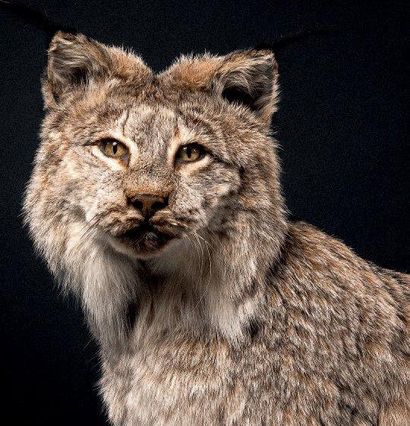 LYNX DU CANADA (LYNX CANADENSIS) Annexe II/B...