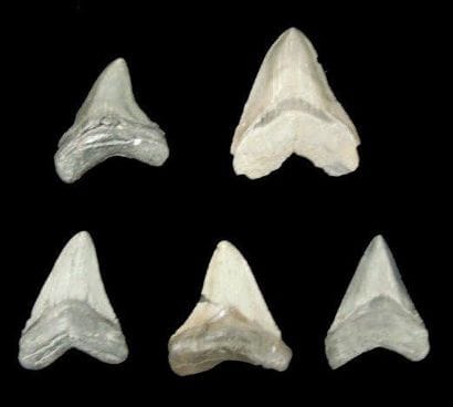 CINQ DENTS DE CARCHARODON MEGALODON Ere tertiaire...