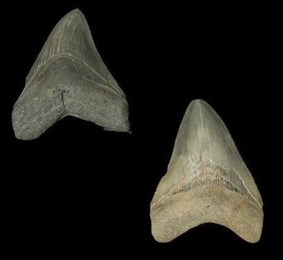 DEUX DENTS DE CARCHARODON MEGALODON Ere tertiaire...
