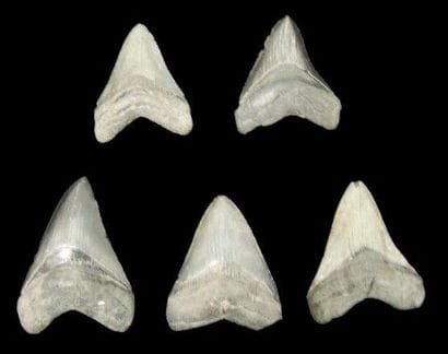 CINQ DENTS DE CARCHARODON MEGALODON Ere tertiaire...