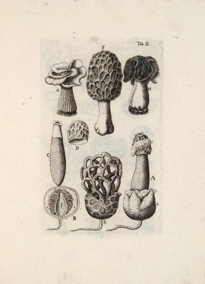 BATTARA (A. J. Antonio)
Fungorum agri Ariminensis...