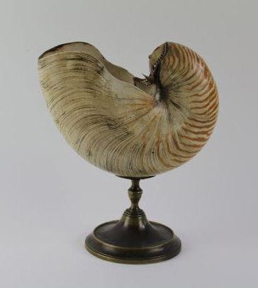 Nautilus monté sur une base en métal
25x22x10...