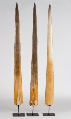 3 Rostres d'espadon.
Soclés.
Non Cites