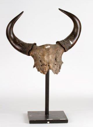 Crâne de Buffle 
Non Cites