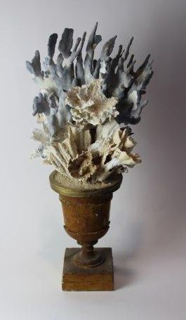 Beau Corail bleu sur pied.
(haut. totale...