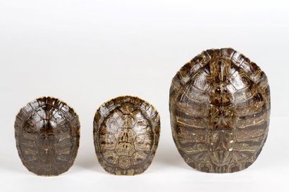 Ensemble de trois carapaces de tortues (Non
Cites...