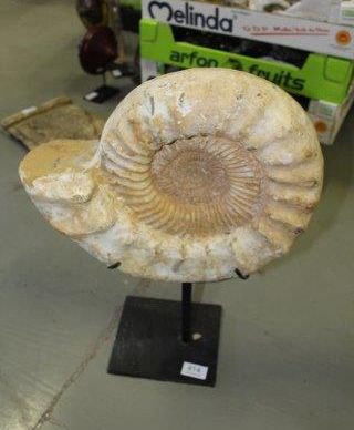 Grande ammonite soclée
Madagascar (à confirmer...