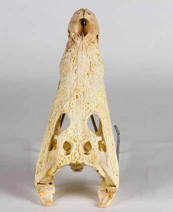 Crâne de crocodile
Madagascar
40x17x8
25x11x6...