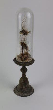 Cloche sur piédouche présentant deux poissons
39x9x9...