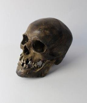 Vanité
Crâne en plâtre
20x15x14