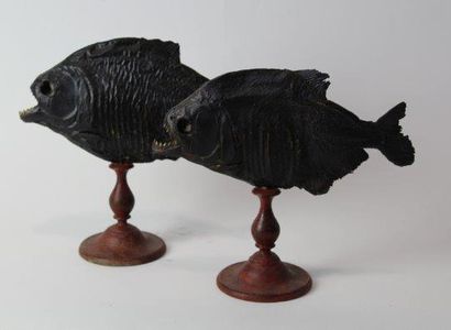 Reproduction de deux piranhas noirs
Montés...