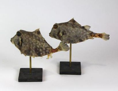 Reproduction de deux poissons vache
Montés...