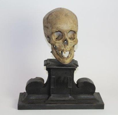 Vanité
Crâne en plâtre monté sur une sorte...