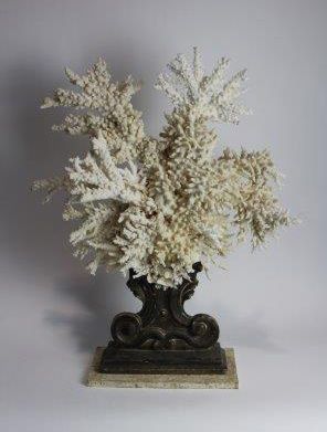 Branche de corail monté sur pieds (II-B)
72x58x15...