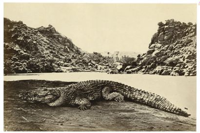 Francis Frith (1822-1898)
Le crocodile du...