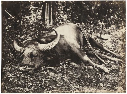 Willoughby Wallace Hooper (1837-1912)
Trophée...