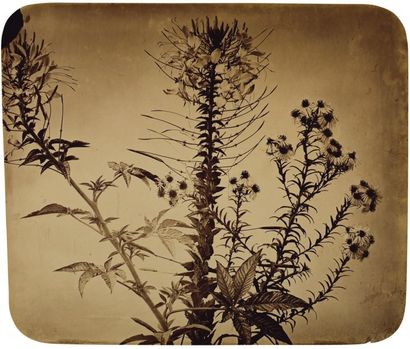 Adolphe Braun (1812-1877)
Étude de fleurs...