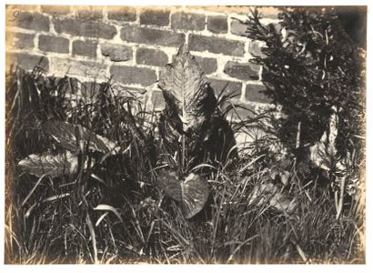 Robert Burrows (1810-1883)
Foxhall Road Ipswich,...