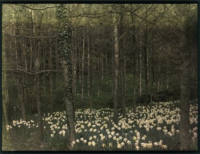 Autochromiste anglais (02-4)
Daffodils (paysage...