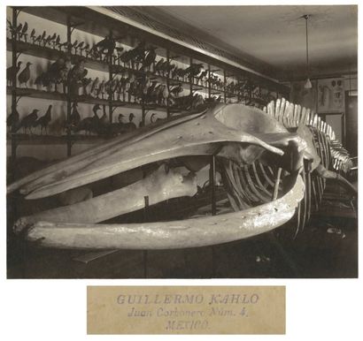 Guillermo Kahlo (1872-1941)
Gabineto de Zoologia...