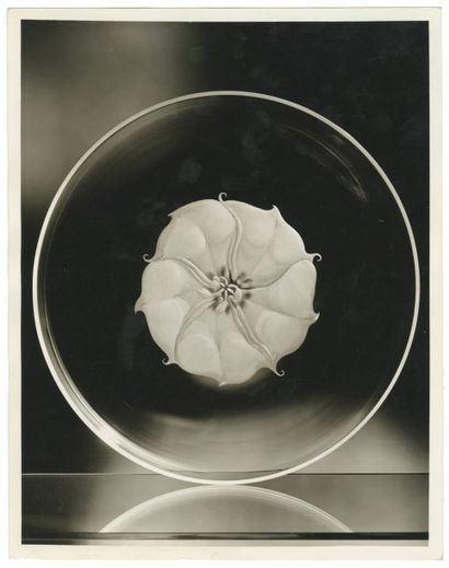 [Georgia O Keeffe (1887-1886)]
Jimson Weed...