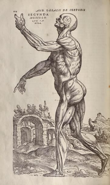 VESALE (Andréas)
DE HUMANI CORPORIS FABRICA....