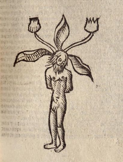 HERBOLARIO VOLGARE, NEL QUALE SE DIMOSTRA...