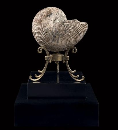 Nautile fossile, Cymatoceras sp.
Albien,...