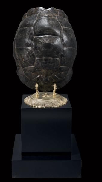 CARAPACE DE TORTUE GÉANTE D'ALDABRA ALDABRACHELYS...