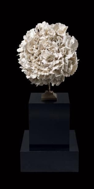 Composition de corail poca Montipora sp.
Iles...