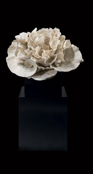 Importante composition de corail coupe Turbinaria...