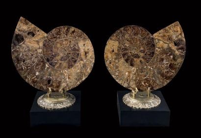 Ammonite Pachydiscus
Crétacé
Madagascar
Paire...
