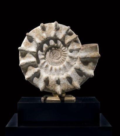 Importante Ammonite Cranosphinctes
Oxfordien,...
