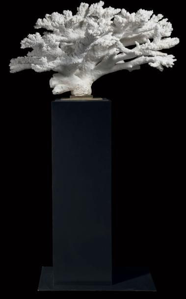 Grande et superbe branche de corail Acropora...