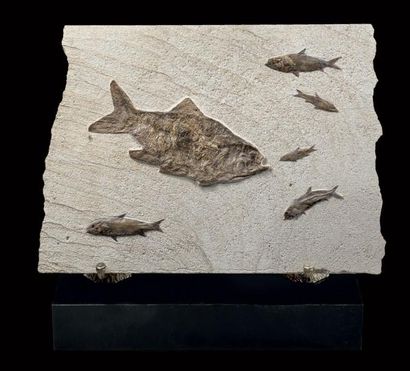 Poissons fossiles sur plaque
Brannerion sp....