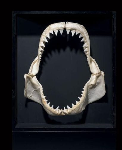 Impressionnante mâchoire de requin blanc
Carcharodon...