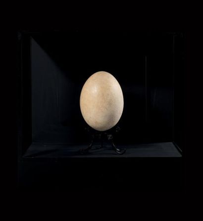 Oeuf d'Aepyornis en excellent état de conservation
Présenté...