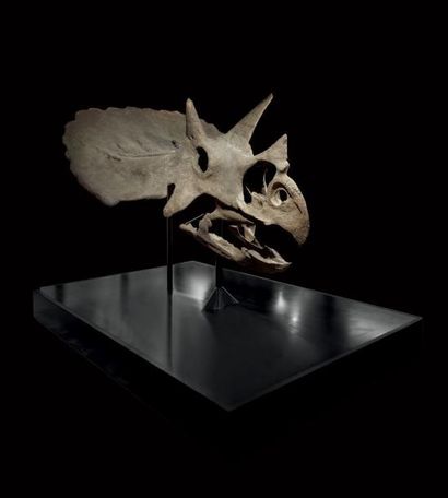 Crâne fossile de Triceratops Horridus
Wyoming
Maastrichtien,...